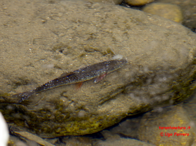 Pesce di gravina, di che si tratta ?